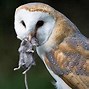 Apa Saja Makanan Anak Burung Hantu