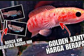 Harga Ikan Channa 2024 Terbaru